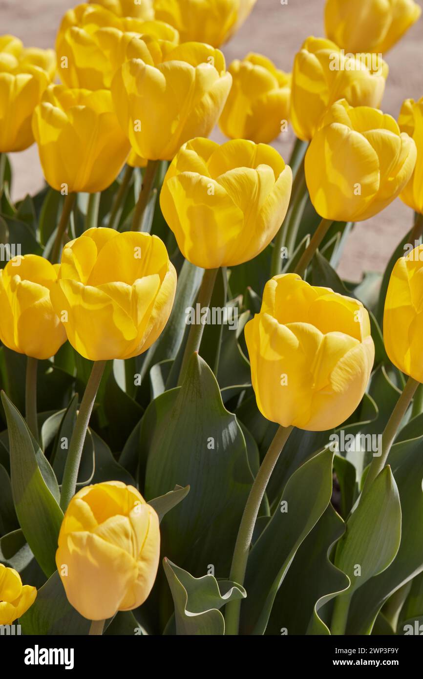 Tulip yellow flowers hi-res stock photography and images - Alamy