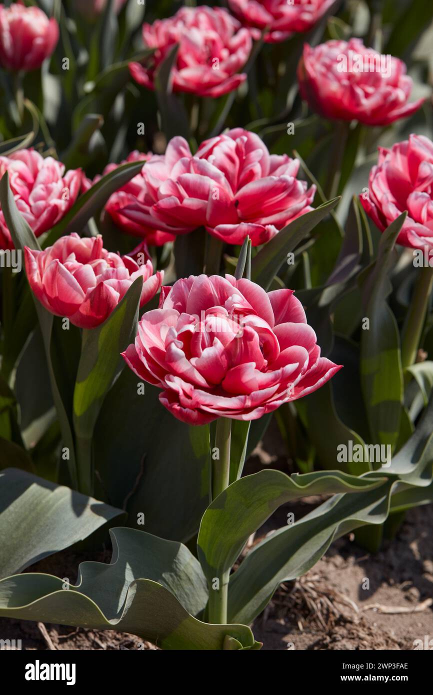 Tulip Columbus flowers in red and white colors in spring sunlight Stock Photo