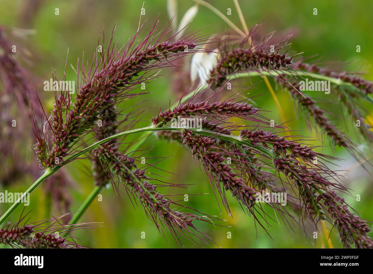 In the field, as weeds among the agricultural crops grow Echinochloa crus-galli. Stock Photo