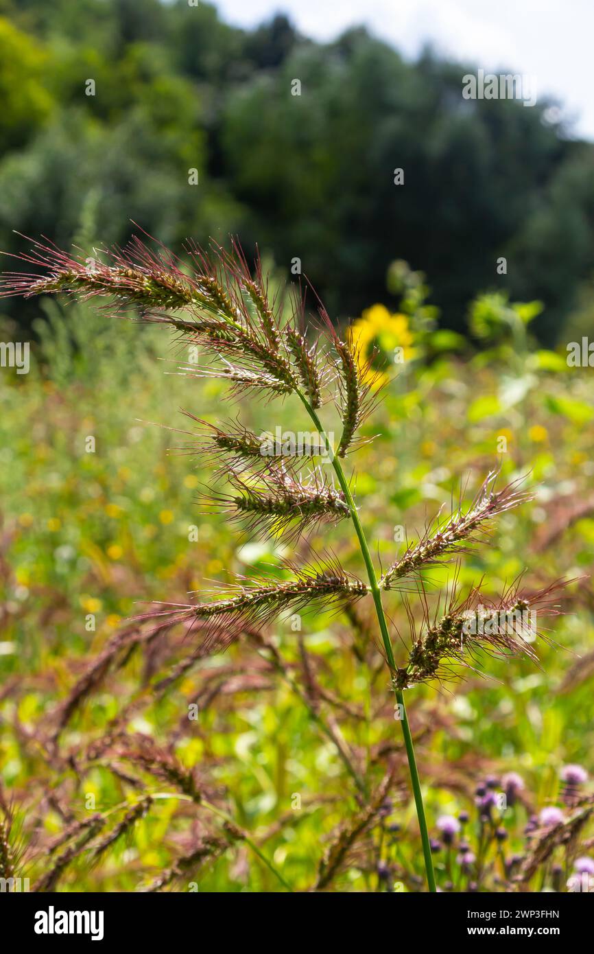In the field, as weeds among the agricultural crops grow Echinochloa crus-galli. Stock Photo