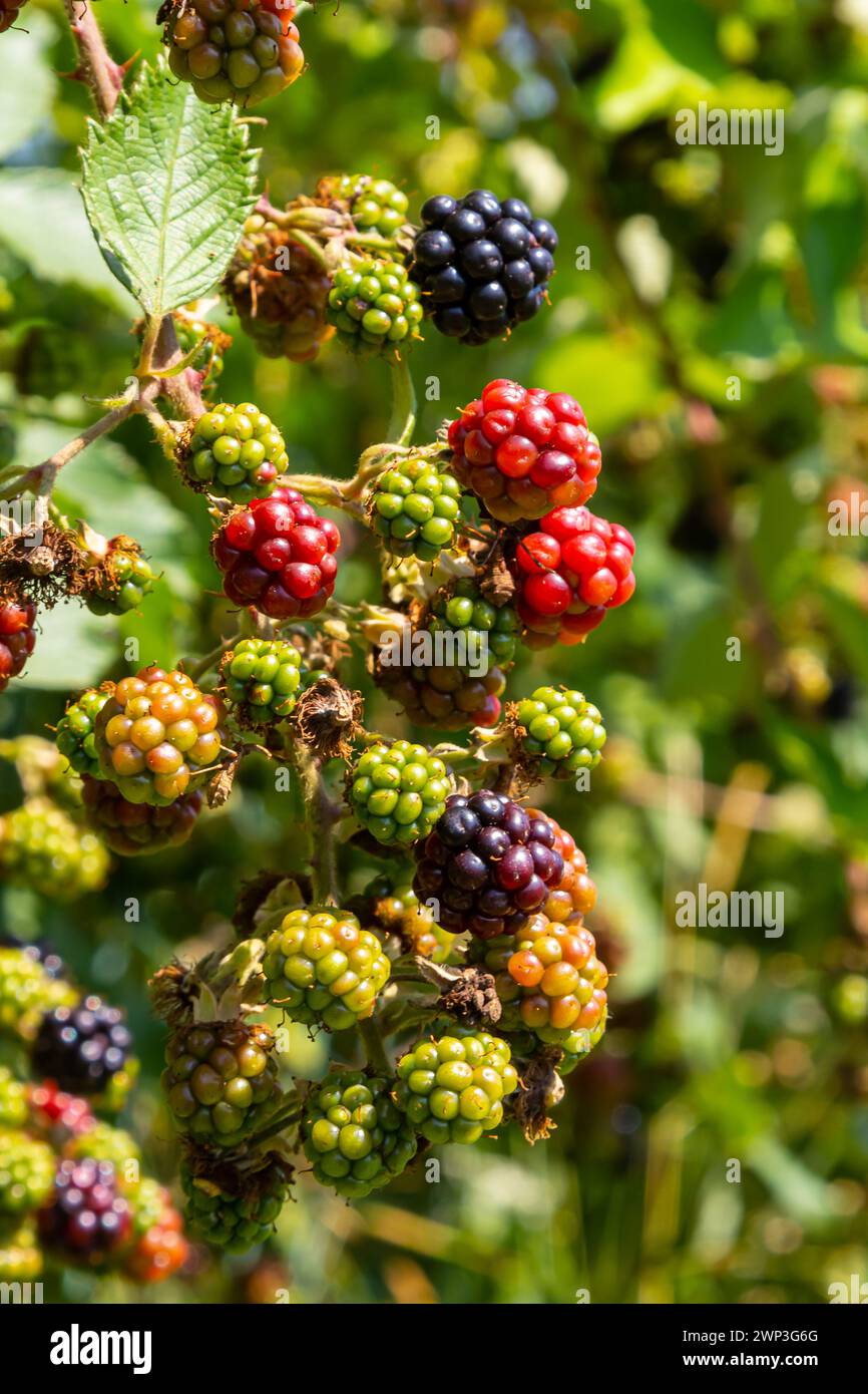 Black ripe and red ripening blackberries on green leaves background. Rubus fruticosus. Closeup of bramble branch with bunch of yummy sweet summer berr Stock Photo
