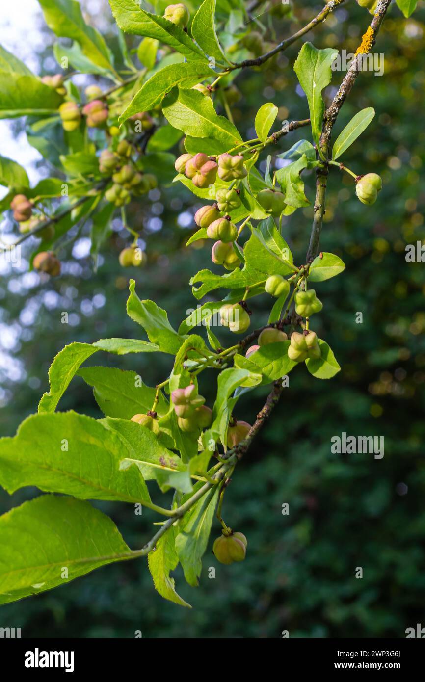 Euonymus europaeus grows in July. Euonymus europaeus, the spindle, European spindle, or common spindle, is a species of flowering plant in the family Stock Photo