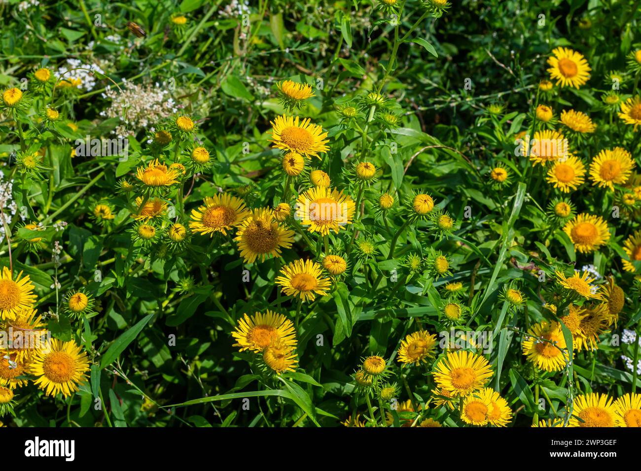 In the summer, the wild medicinal plant Inula blooms in the wild. Stock Photo