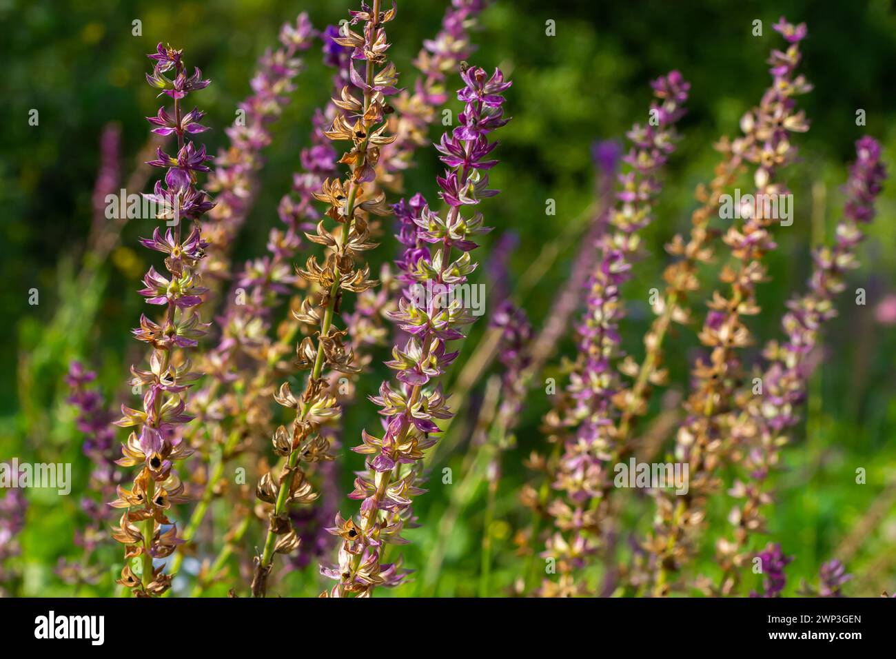 Deep violet-blue flowers, Salvia nemorosa Ostfriesland. Tall purple flower . Salvia, Nepeta. Balkan Clary - Salvia sylvestris. Stock Photo