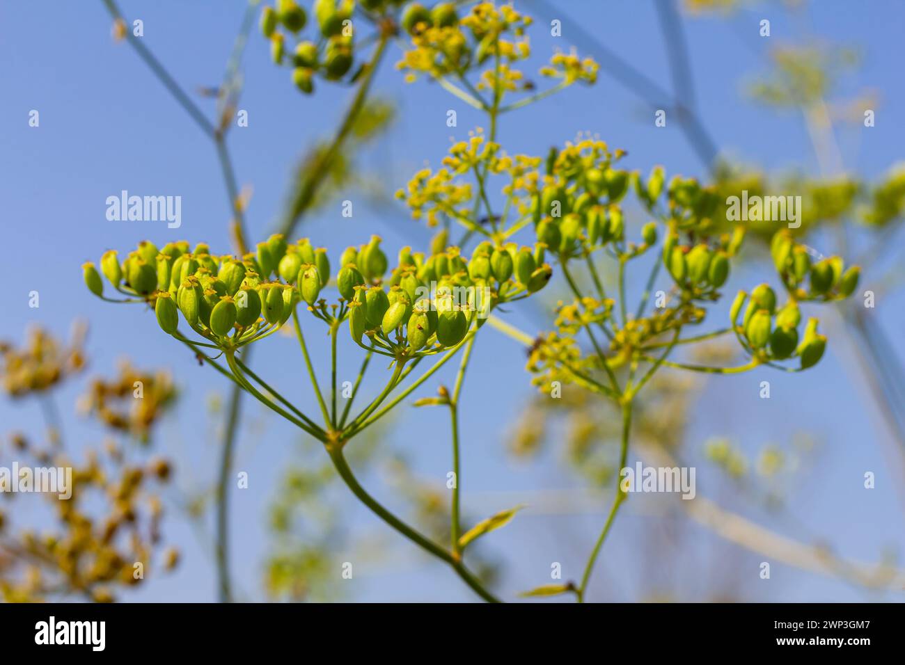 Pastinaca sativa subsp. urens, Pastinaca umbrosa, Apiaceae. Wild plant shot in summer. Stock Photo