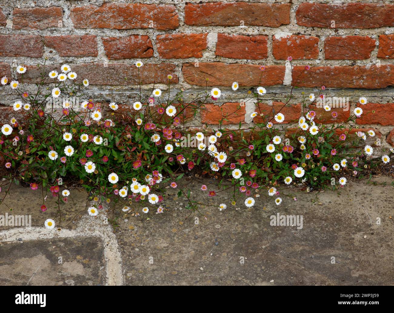 Closeup of the white and pink flowers of the low growing garden plant ...