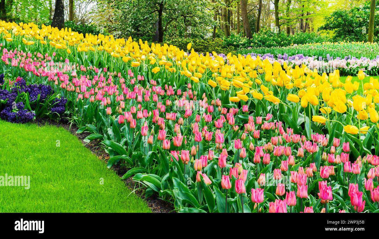 Abundance of flowers in the flower beds in Keukenhof Park, Netherlands. Ideas of landscape design of flower beds with bulb plants. Multicolored tulip Stock Photo
