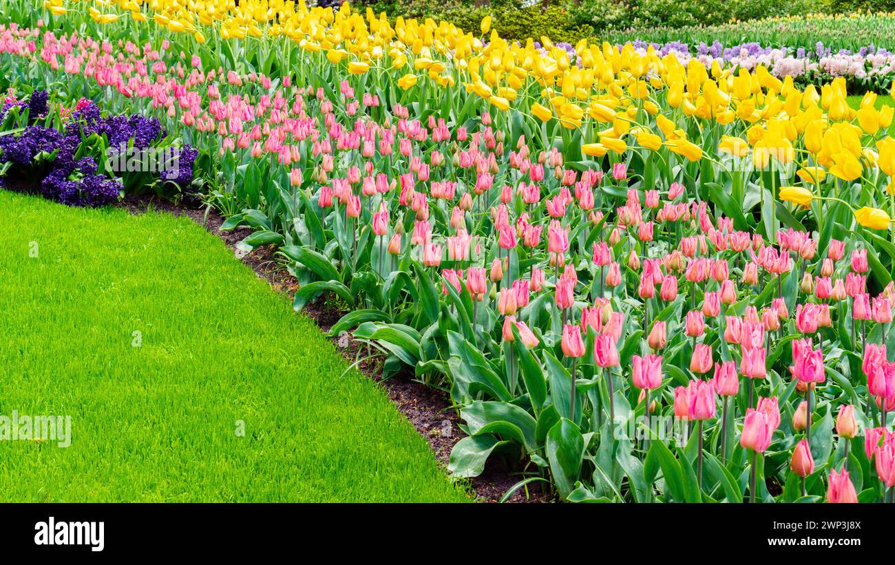 Tulips in Keukenhof Park, Netherlands. Ideas of landscape design of flower beds. Multicolored tulip flowers in landscape design of parks, gardens. Per Stock Photo
