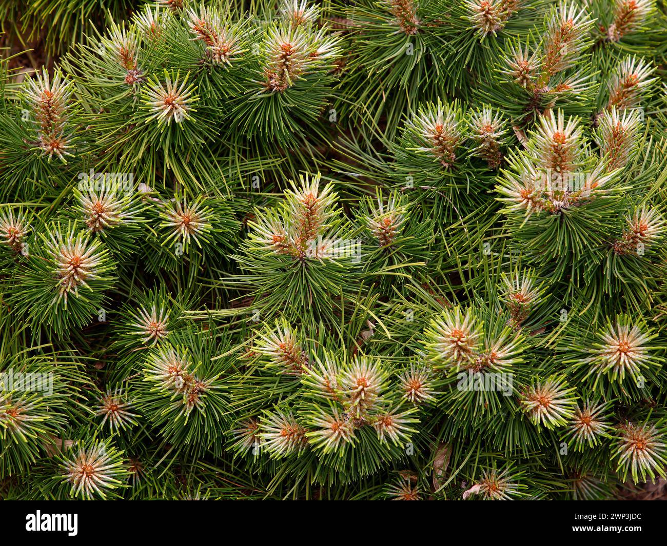 Closeup of the green foliage and new growth of the European black pine pinus nigra keightley broom. Stock Photo