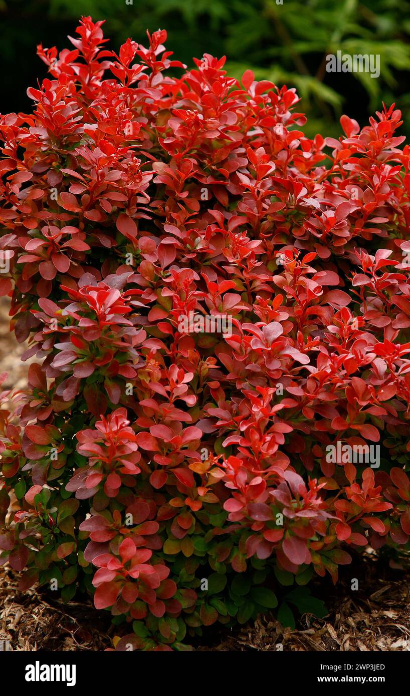 Closeup of the orange red leaves of the garden hedge plant berberis thunbergii atropurpurea admiration. Stock Photo