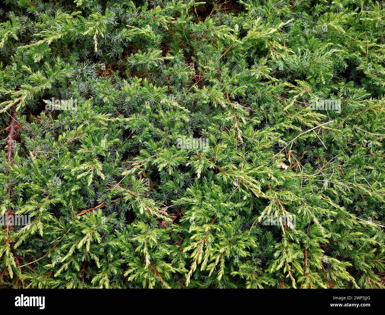 Closeup of the low growing and spreading evergreen garden conifer juniperus rigida conferta Schlager. Stock Photo