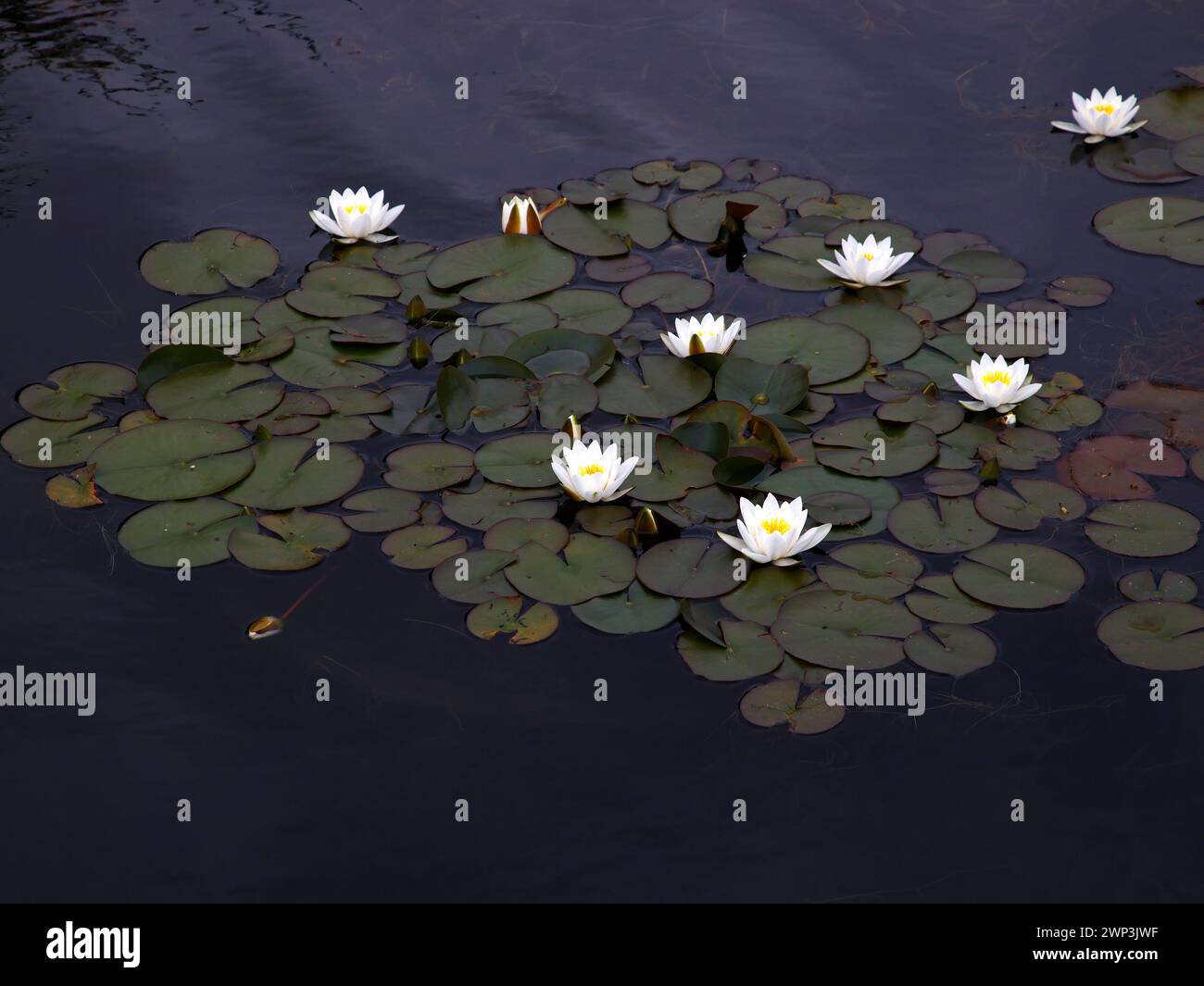 Closeup of the white flowers of the perennial aquatic garden waterlily plant nymphaea Hermine. Stock Photo