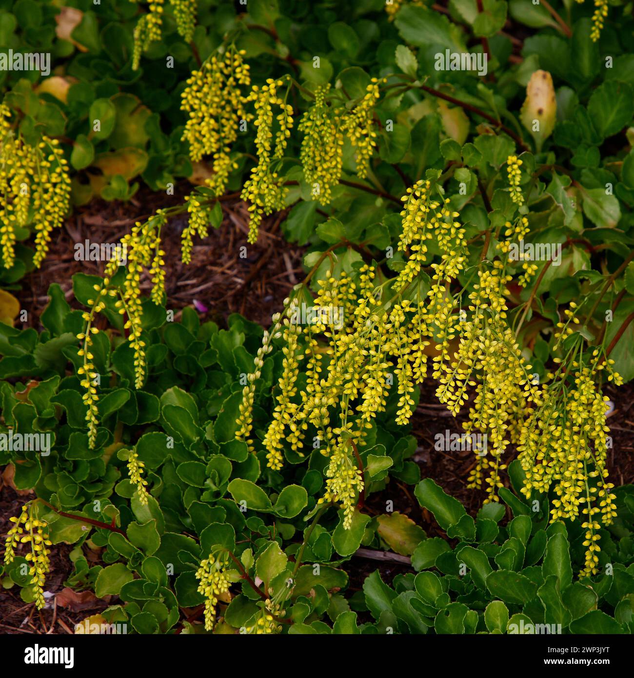Closeup of the yellow flowers of the garden alpine succulent plant Chiastophyllum oppositifolium. Stock Photo