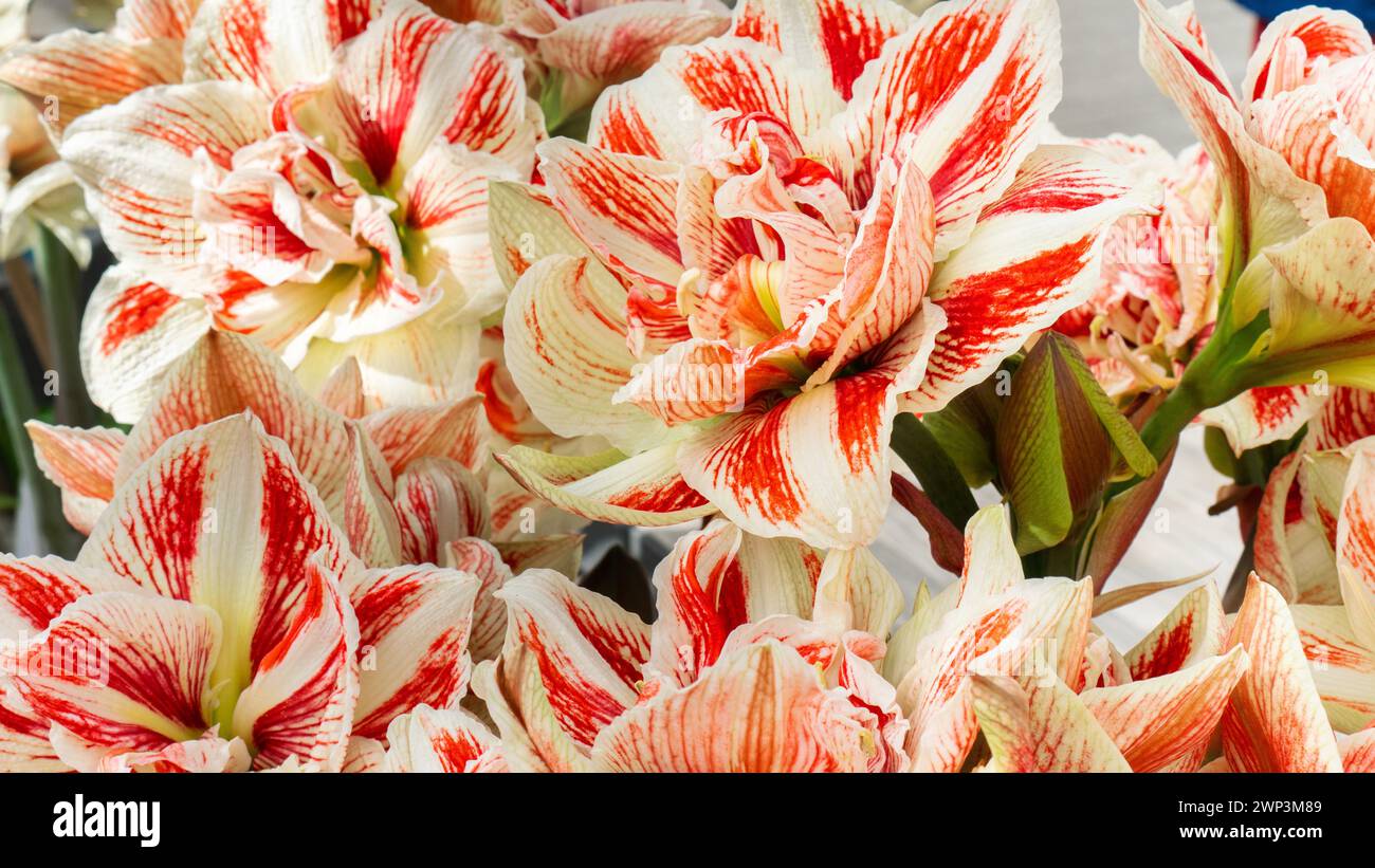 Hippeastrum floral background with copy space. Terry amaryllis close-up view from above. Rare varieties of amaryllis hybrids. Red and white hippeastru Stock Photo