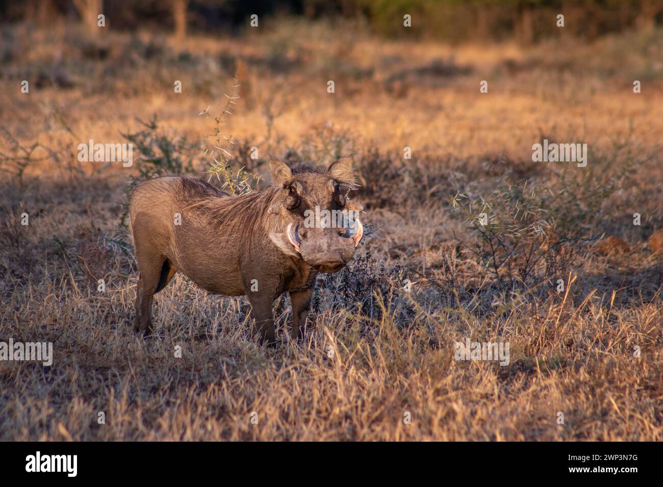 Common warthog (Phacochoerus africanus) grazing on beautiful green grass, Kruger National Park, South Africa Stock Photo
