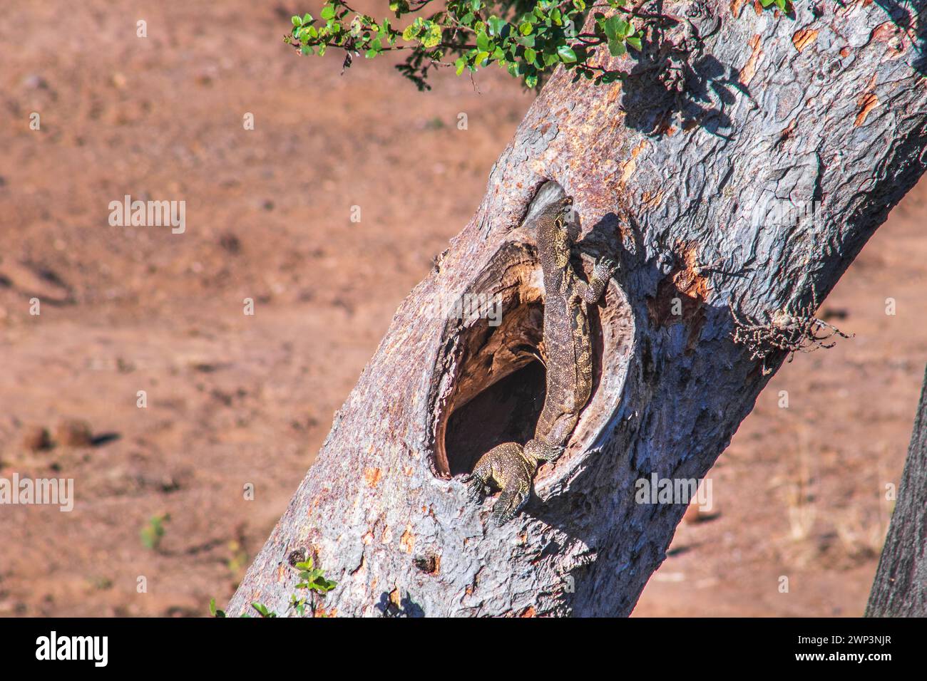 Common Water Monitor Lizzard (Varanus salvator) lying in a tree hollow ...