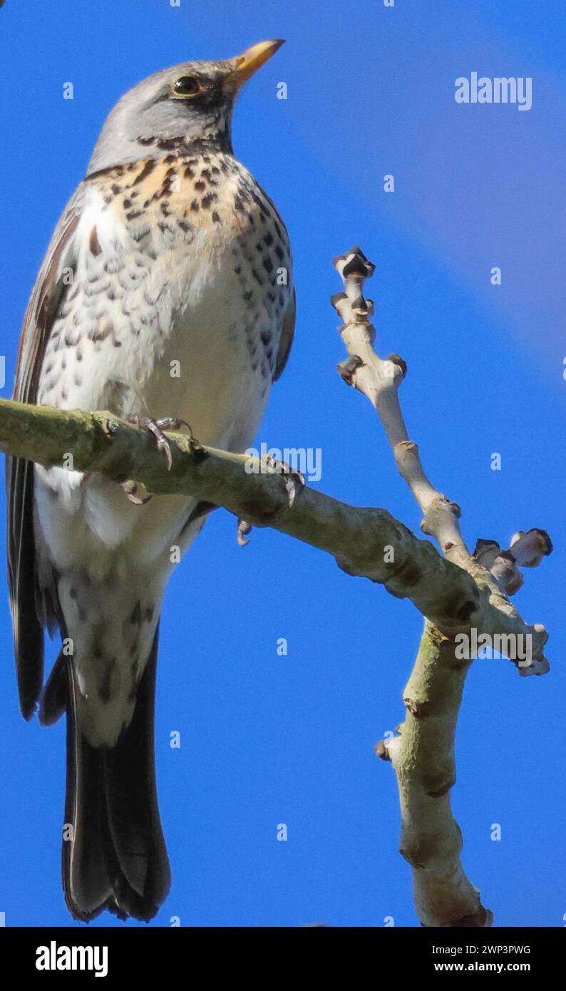 Oxford Island Nature Reserve, Lough Neagh, County Armagh, Northern Ireland, UK. 05th Mar 2024. UK weather - after a damp start a very much improving picture as high pressure takes hold with long sunny spells and blue sky after lunchtime. A thrush on top of a tree with a blue spring sky backdrop. Credit: CAZIMB/Alamy Live News. Stock Photo