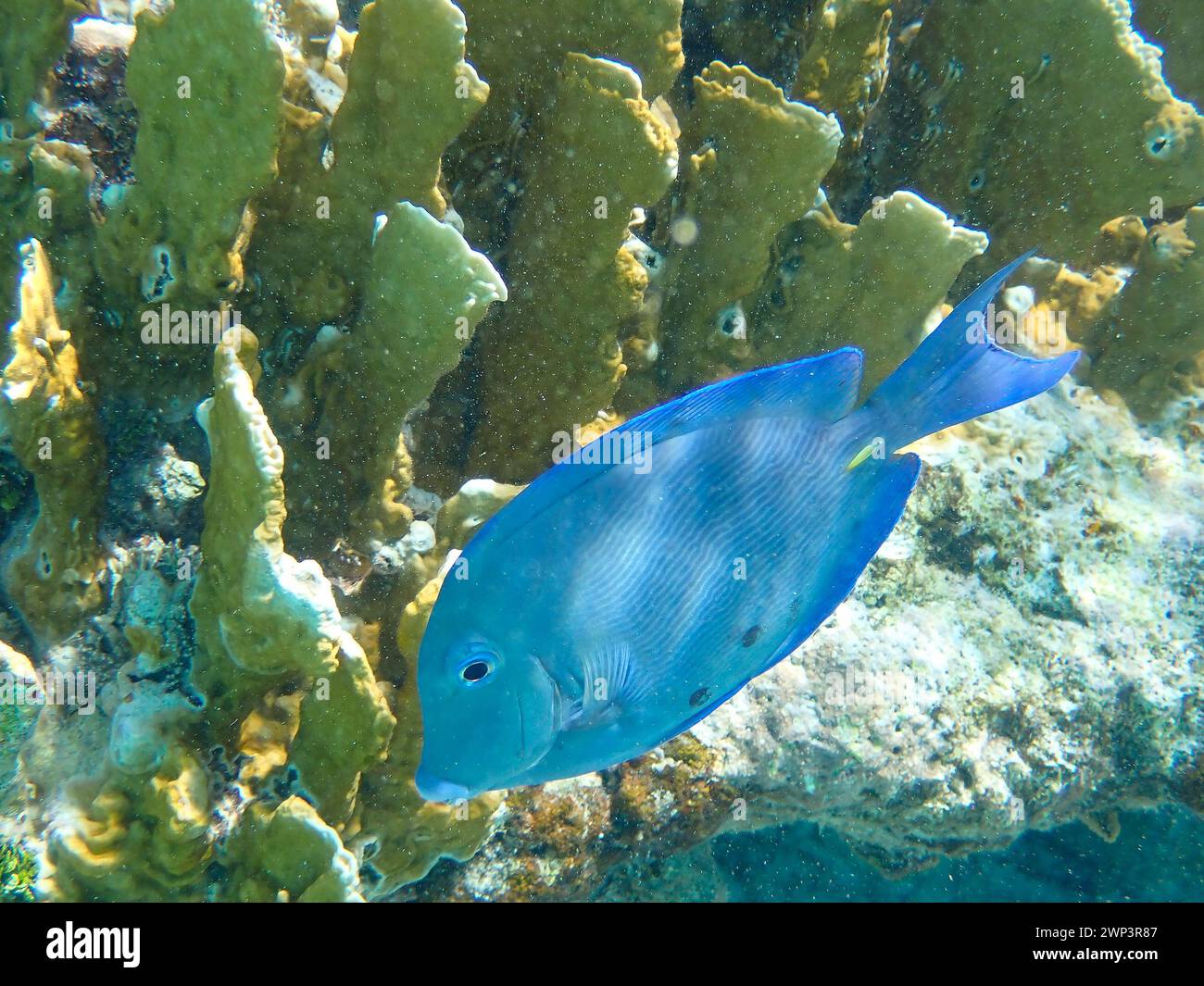 Underwaterphotography of a Blue doctorfish against yellow corals (Acanthurus coeruleus), Bonaire, Caribbean Netherlands Stock Photo