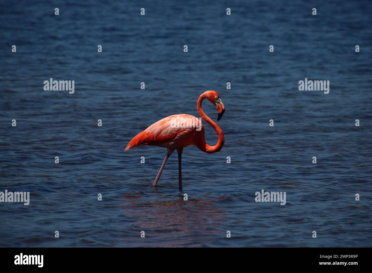 Single pink flamingo in blue salt water lagoon, Bonaire Island, Caribbean Netherlands Stock Photo
