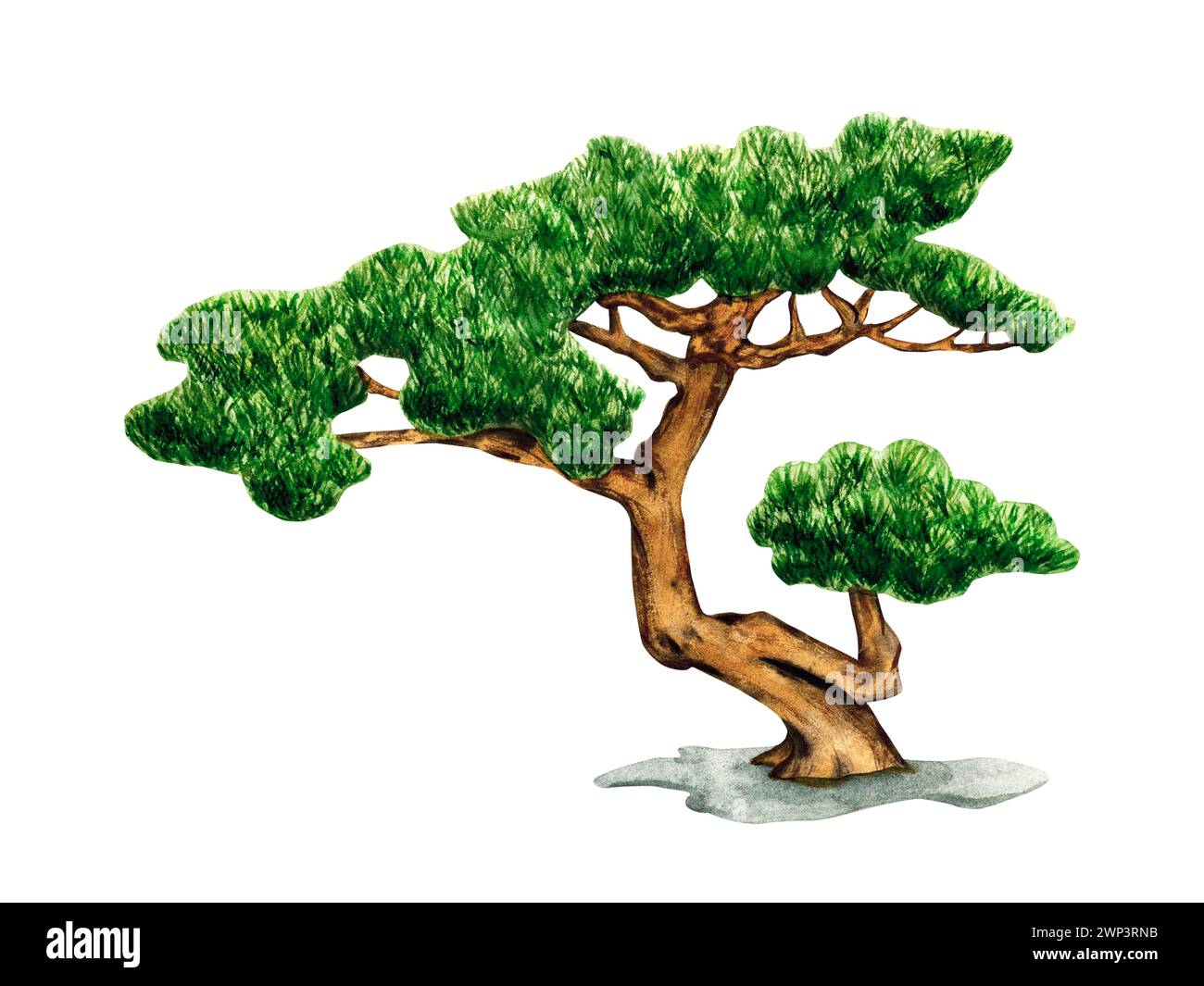 Bonsai tree of Pine isolated on a white background. Small green Bonsai Tree watercolor illustration. Traditional Japanese Miniature tree. Nature art Stock Photo
