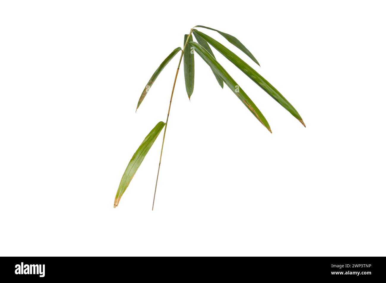 Bamboo branch with leaves isolated on white. Pleioblastus dwarf bambu plant. Stock Photo