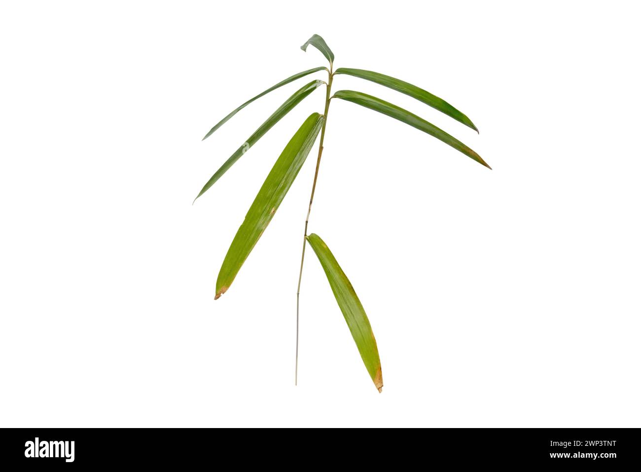 Japanese bamboo leaves isolated on white. Pleioblastus dwarf bambu plant branch. Stock Photo