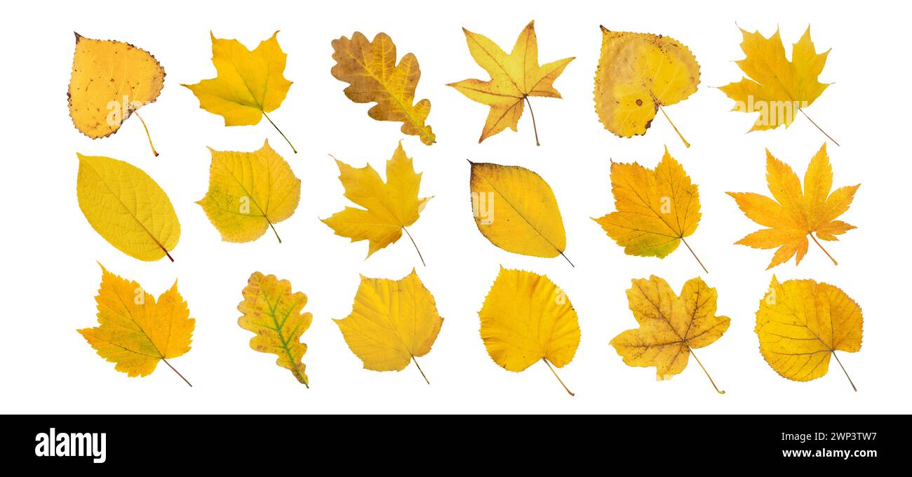 Linden nuts Cut Out Stock Images & Pictures Alamy