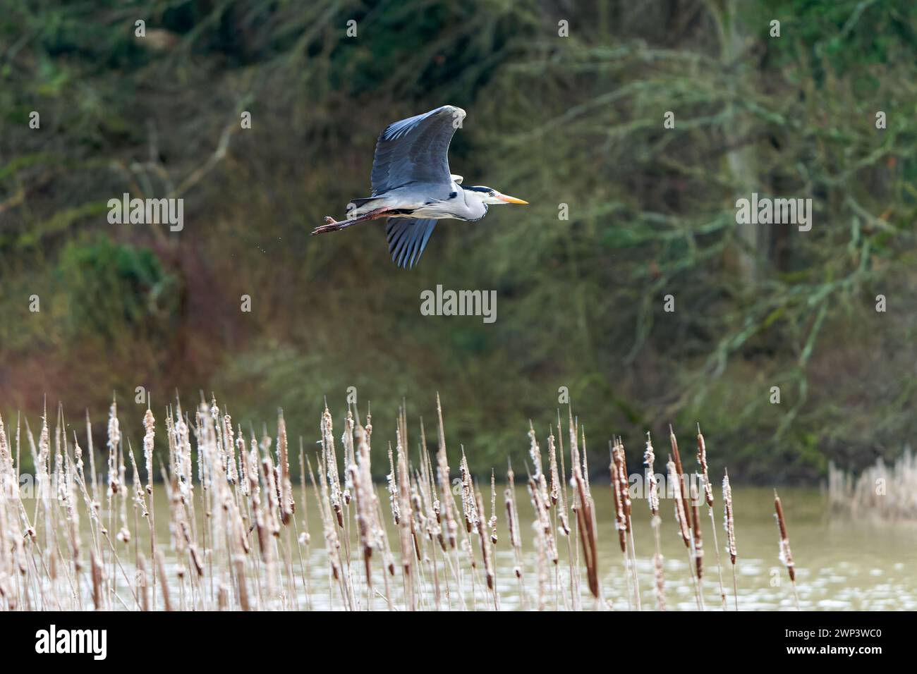 Grey Heron-Ardea Cinerea in flight. Stock Photo