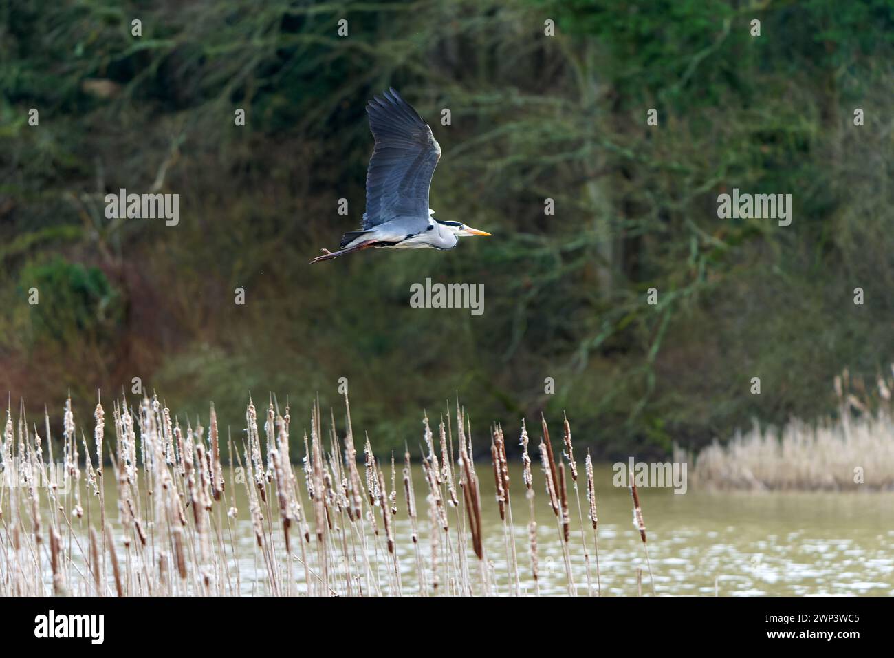 Grey Heron-Ardea Cinerea in flight. Stock Photo