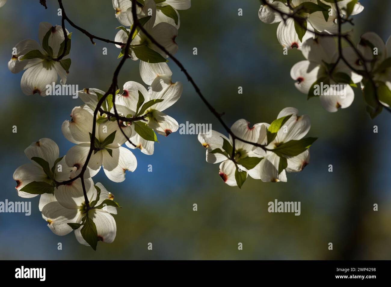 Dogwood Blooms In Spring Stock Photo Alamy