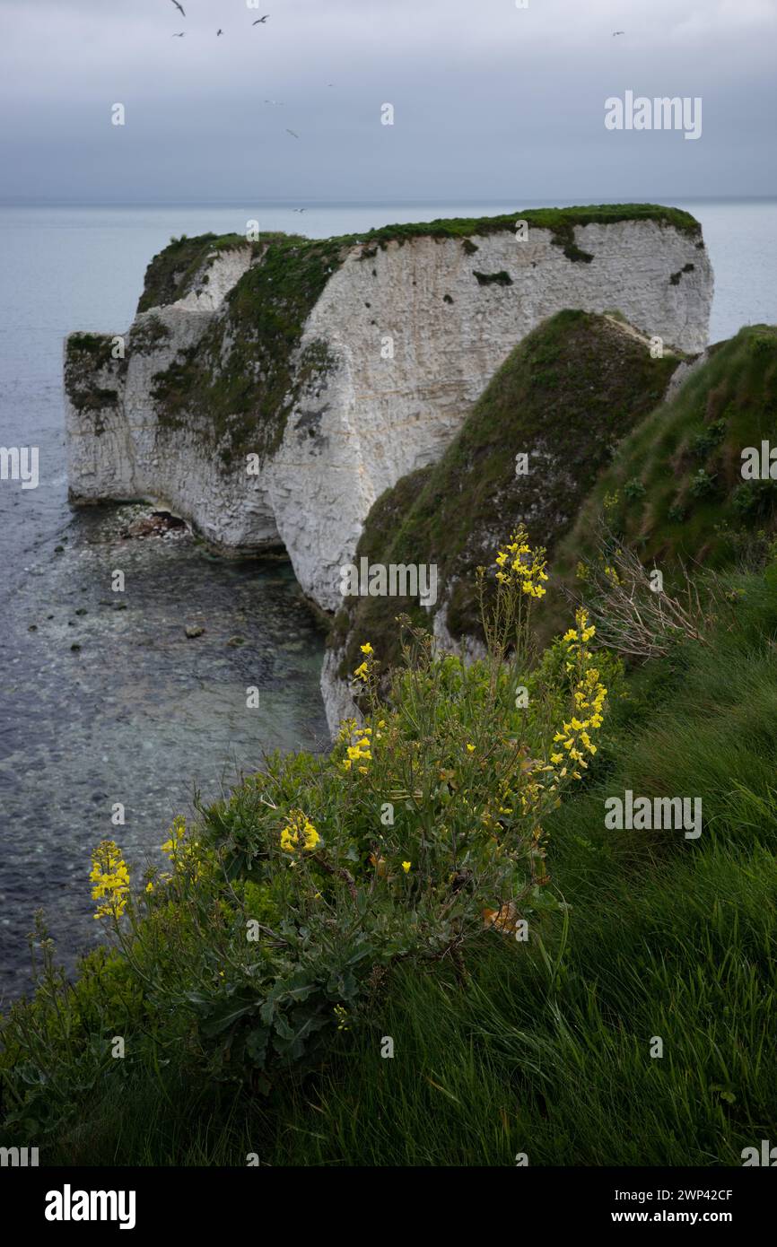Old Harry sea stacks, Dorset with Wild Cabbage (Brassica oleracea  Old Harry sea stacks, Dorset with Wild Cabbage Brassica oleracea in front. Stock Photo