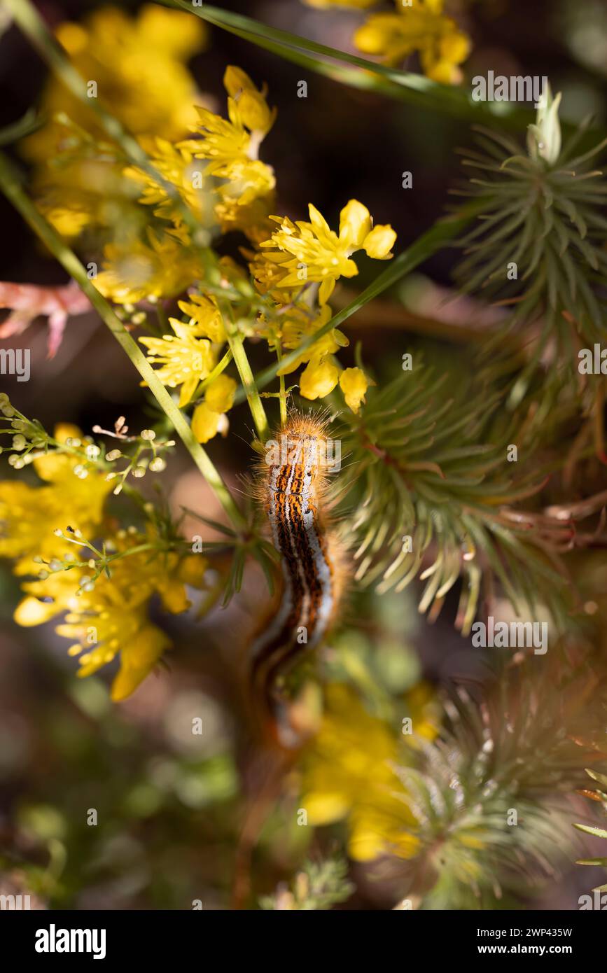 Lackey moth caterpillar, Malacosoma neustria. Stock Photo