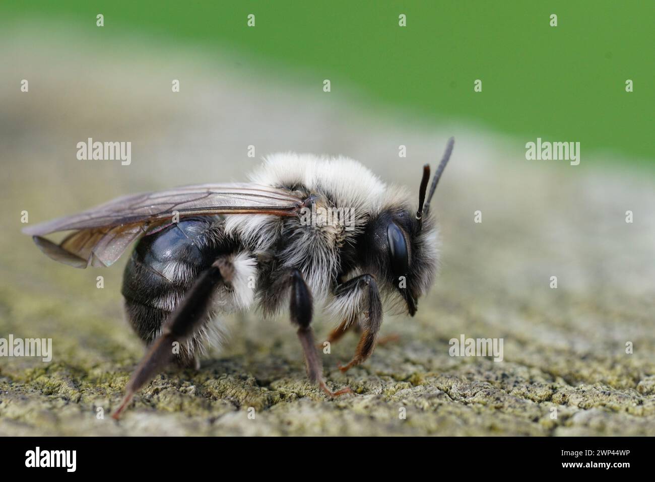 Detailed closeup on a female Gray-backed mining bee, Andrena vaga, infected by a Stylops ater, sitting on wood Stock Photo