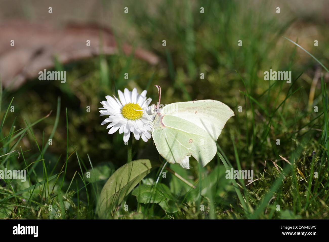 Brimstone (Gonepteryx rhamni), female, butterfly, insect, daisy, A lemon butterfly sits on a daisy Stock Photo