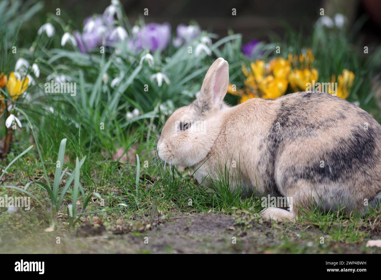 Rabbit (Oryctolagus cuniculus domestica), pet, garden, flowers, spring, Easter, A brown domestic rabbit sits in the garden in front of blooming Stock Photo