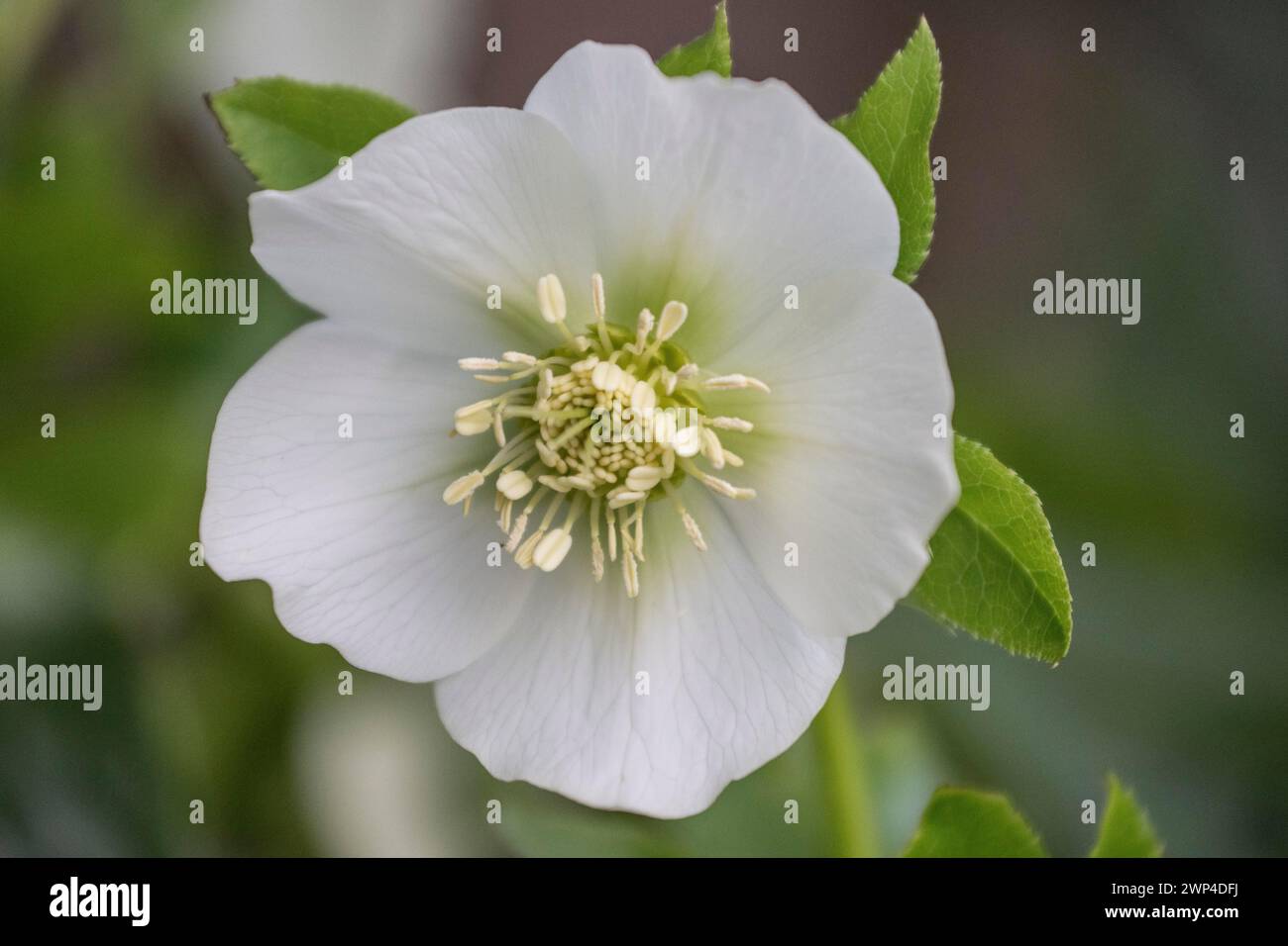 Lenzrose hires stock photography and images Alamy