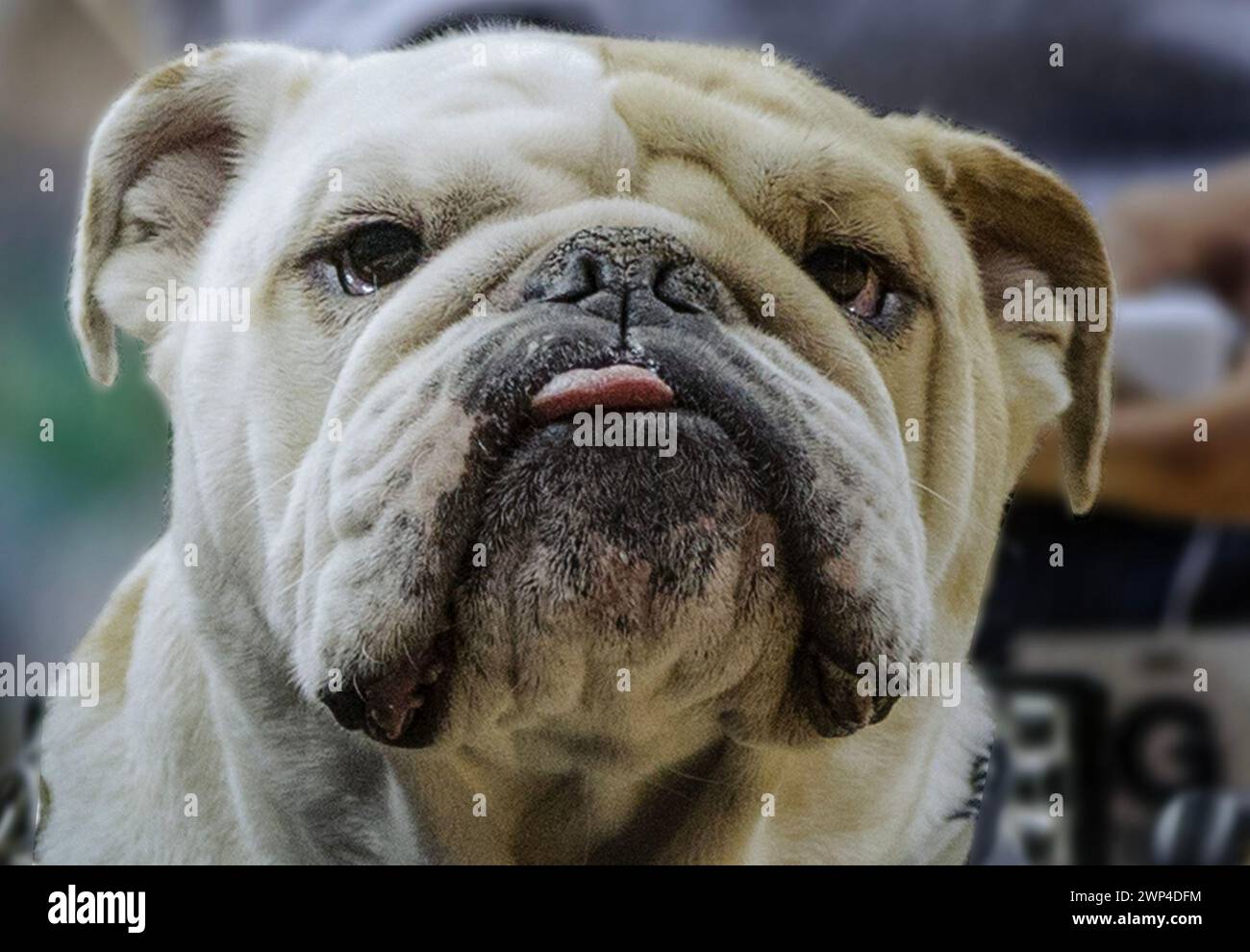 how many college basketball teams have a bulldog mascot