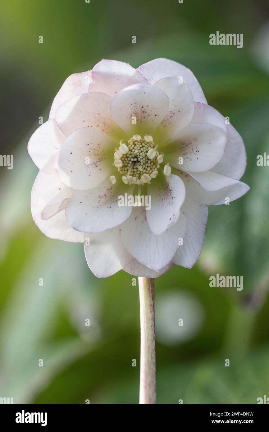 Lenzrose hires stock photography and images Alamy