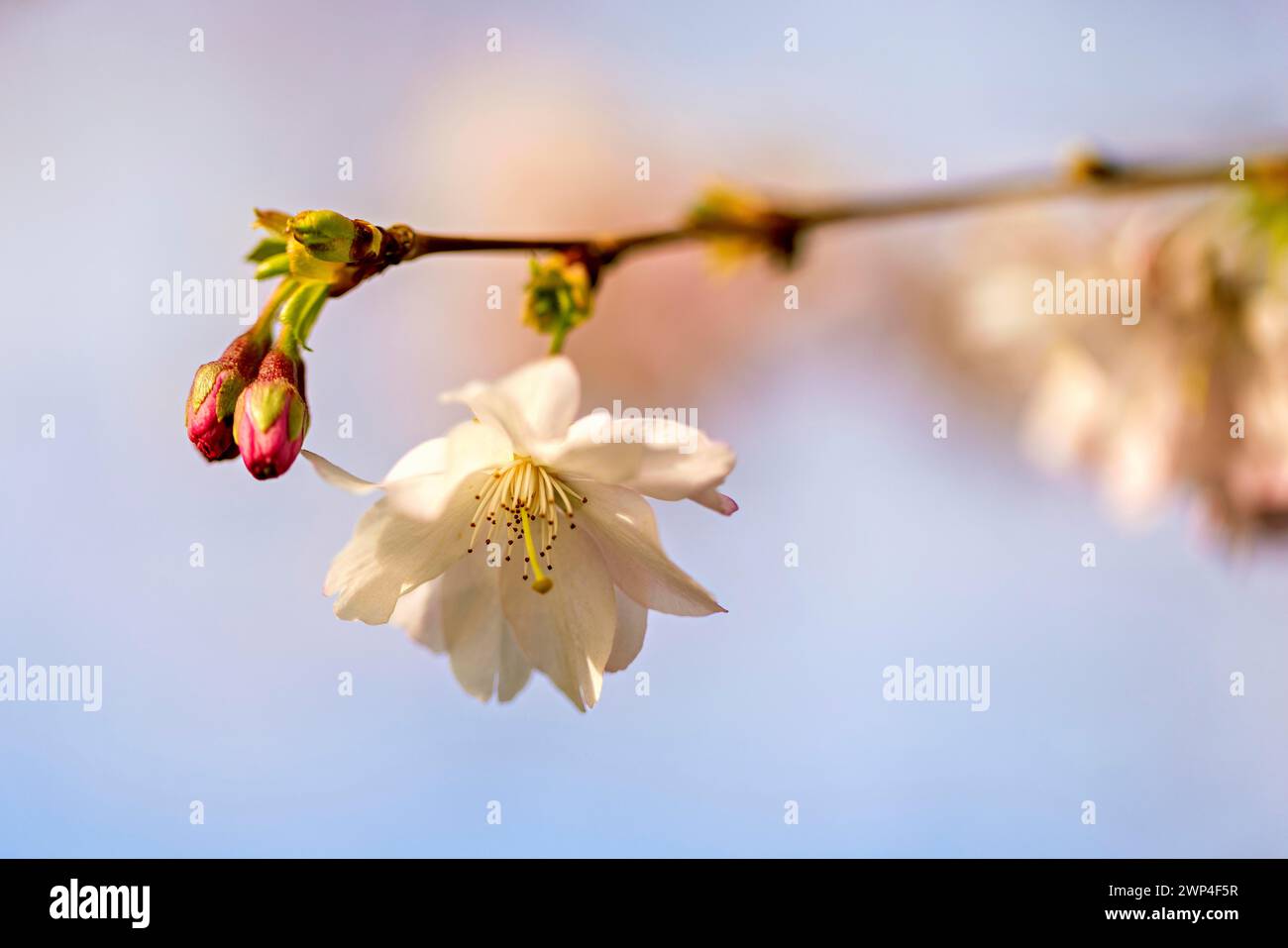 Soft focus on cherry blossom hi-res stock photography and images - Alamy