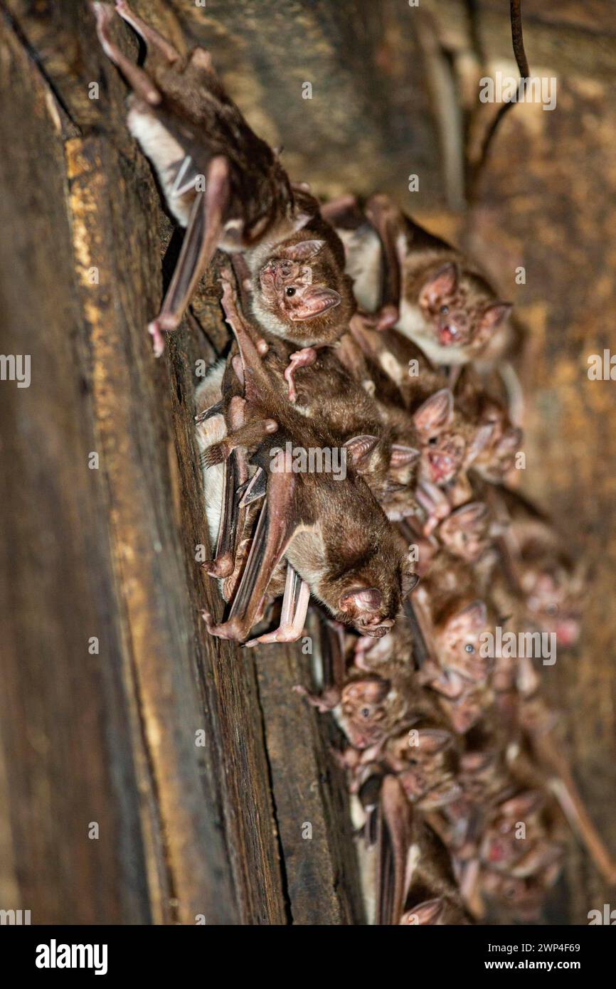 Common vampire bat (Desmodus rotundus) Pantanal Brazil Stock Photo - Alamy