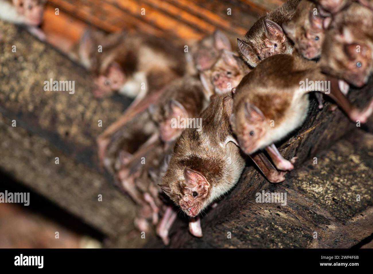Common vampire bat (Desmodus rotundus) Pantanal Brazil Stock Photo - Alamy