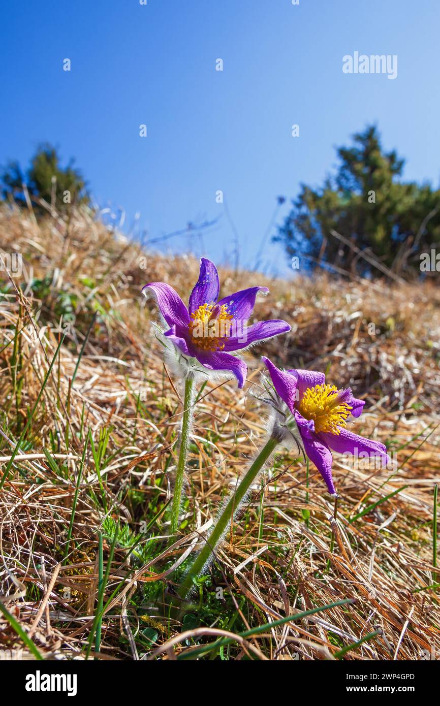 Flowering Pasqueflower (Pulsatilla vulgaris) on a meadow in early spring Stock Photo