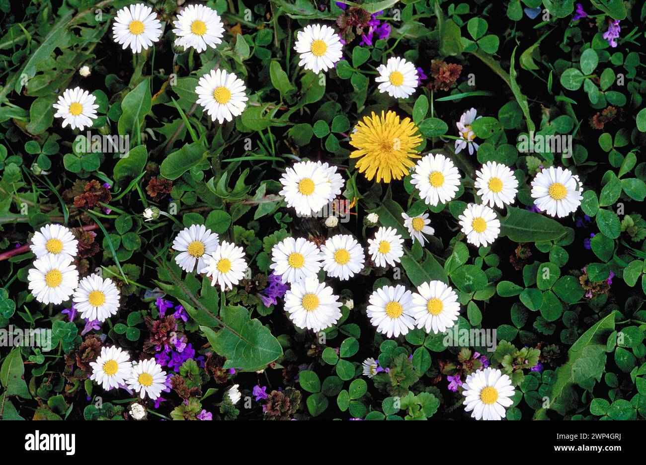 A cluster of daisies Bellis perennis and a dandelionTaraxacum surrounded by green leaves Stock Photo