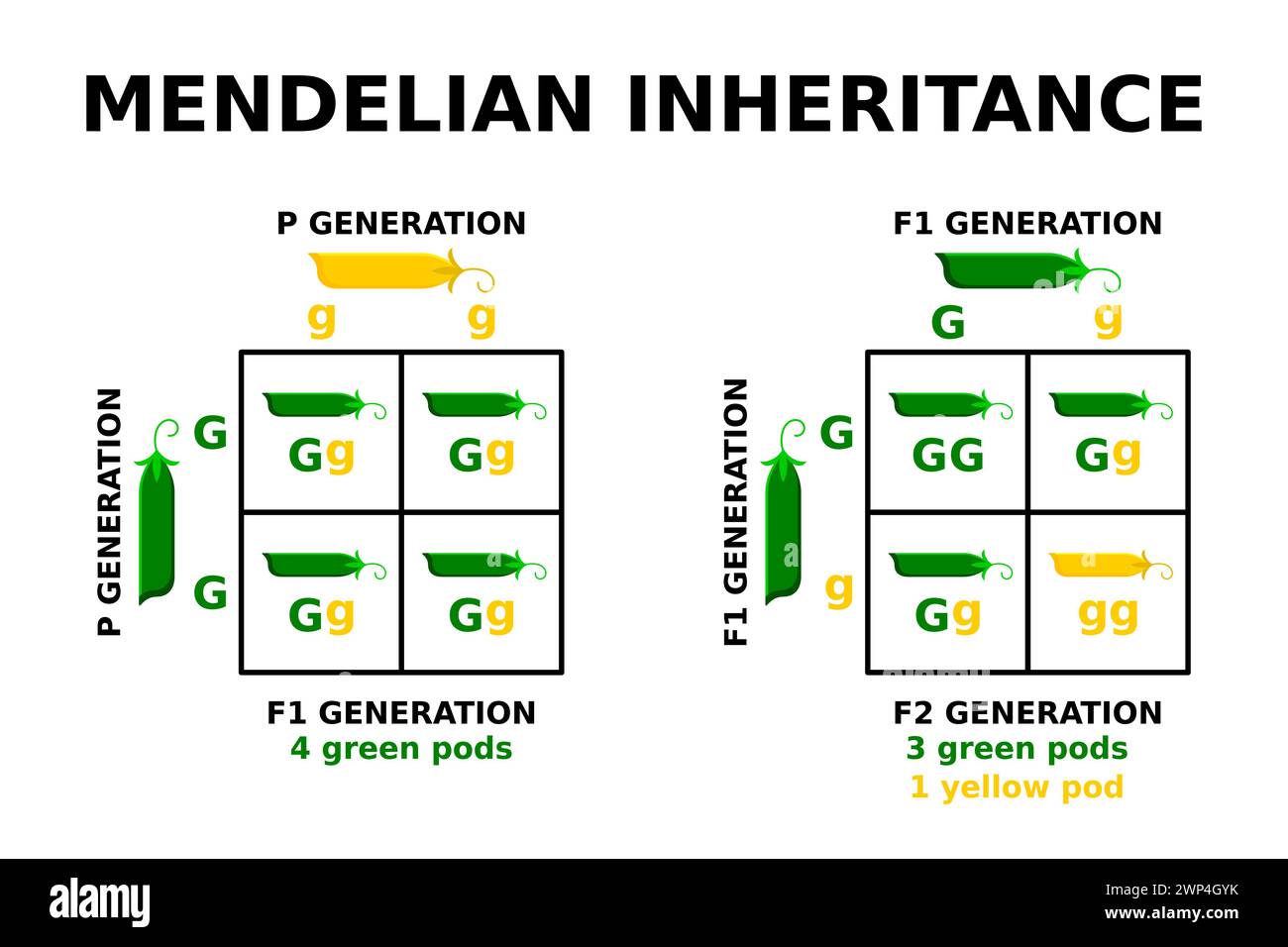 Mendelian inheritance. Punnett square. Genetic cross with known genotypes. Basic principles of genetics. Mendel peas experiment. Probability. Vector Stock Vector