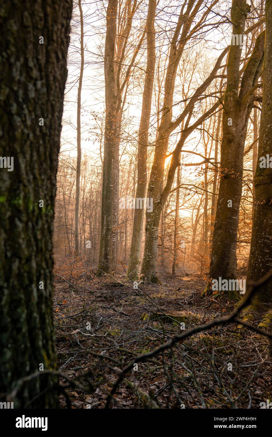 Sunlight breaks through tree trunks and bathes the forest in warm colours, Gechingen, Black Forest, Germany Stock Photo