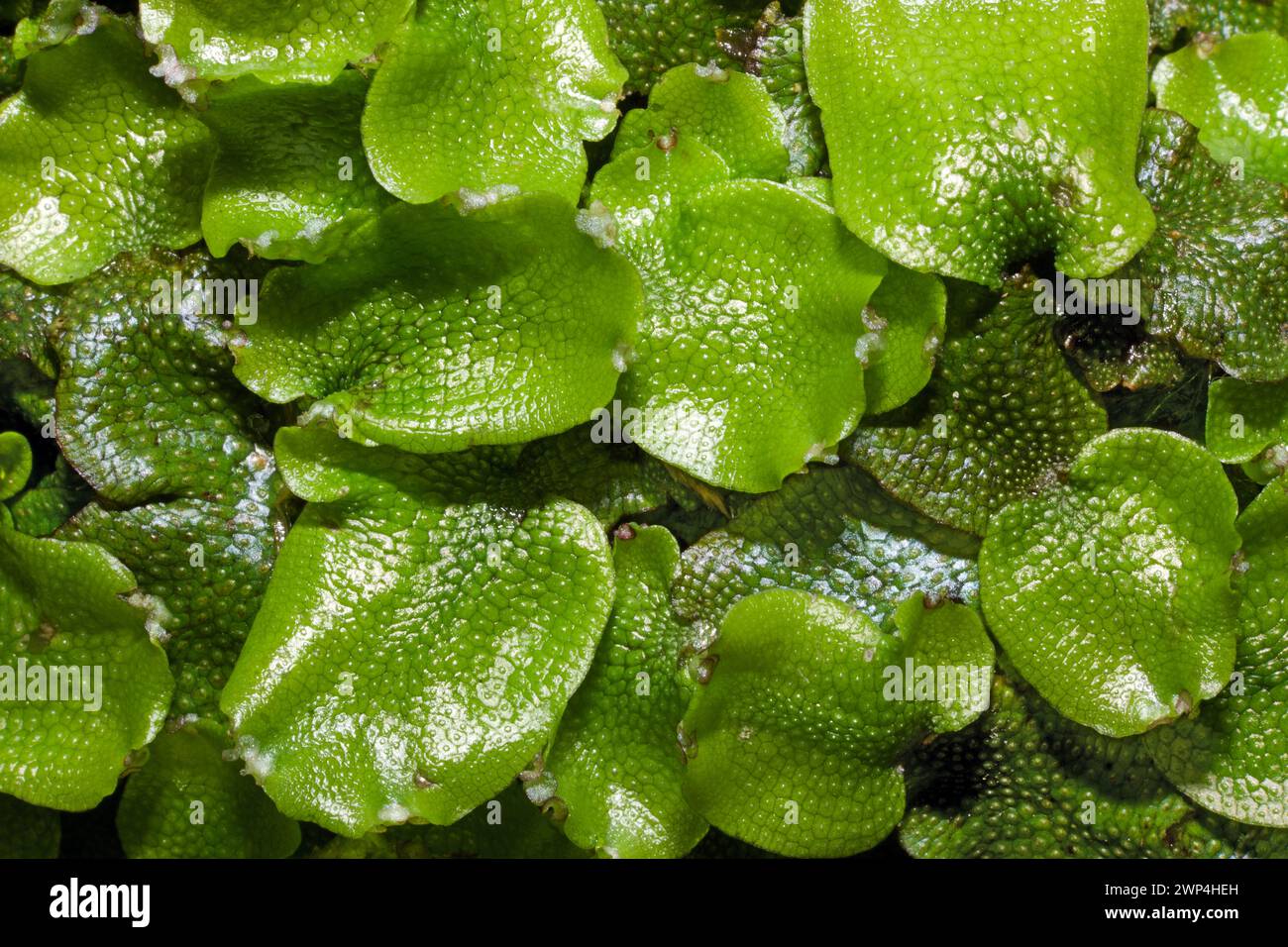 Conocephalum conicum (great scented liverwort) occurs in woodlands and on wet rocks. It is widespread in the Northern Hemisphere. Stock Photo