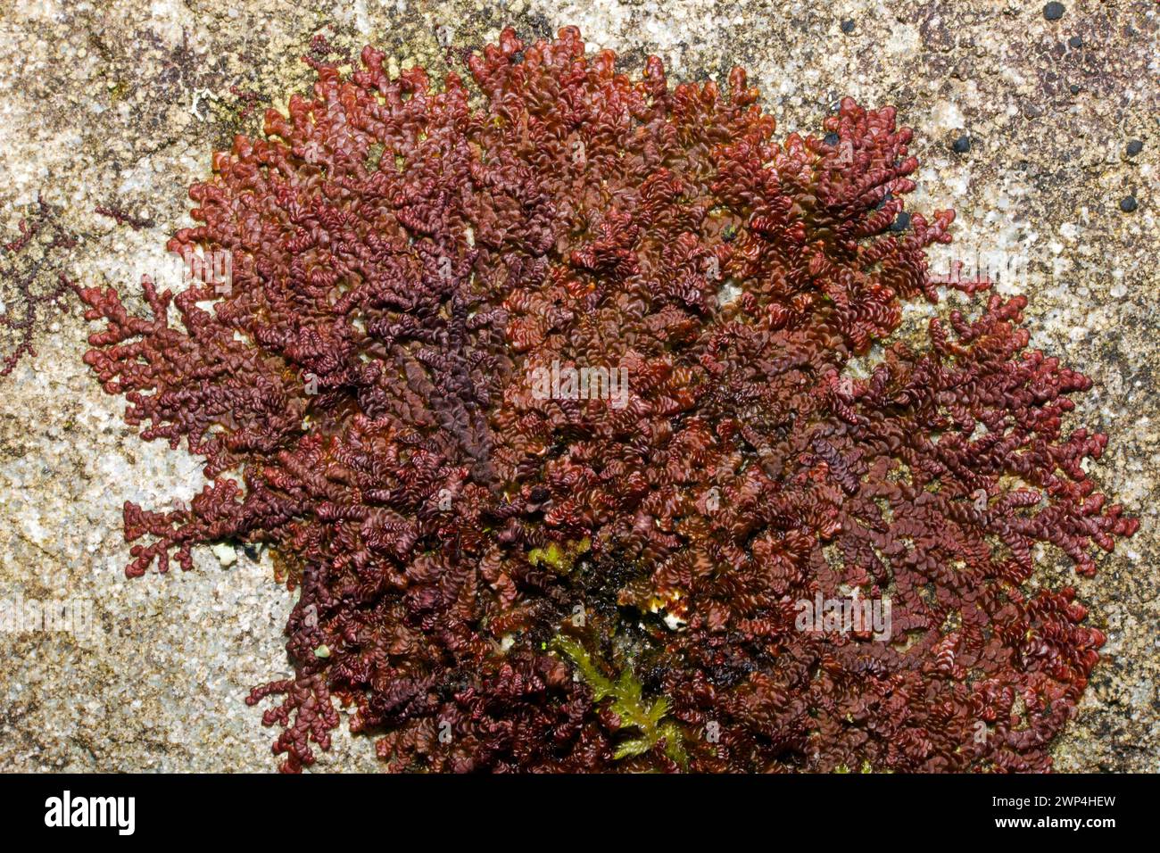 Frullania dilatata (Dilated Scalewort) is common on trees and rocks. It has been recorded in Asia, Europe, N. America, S. America and Africa. Stock Photo