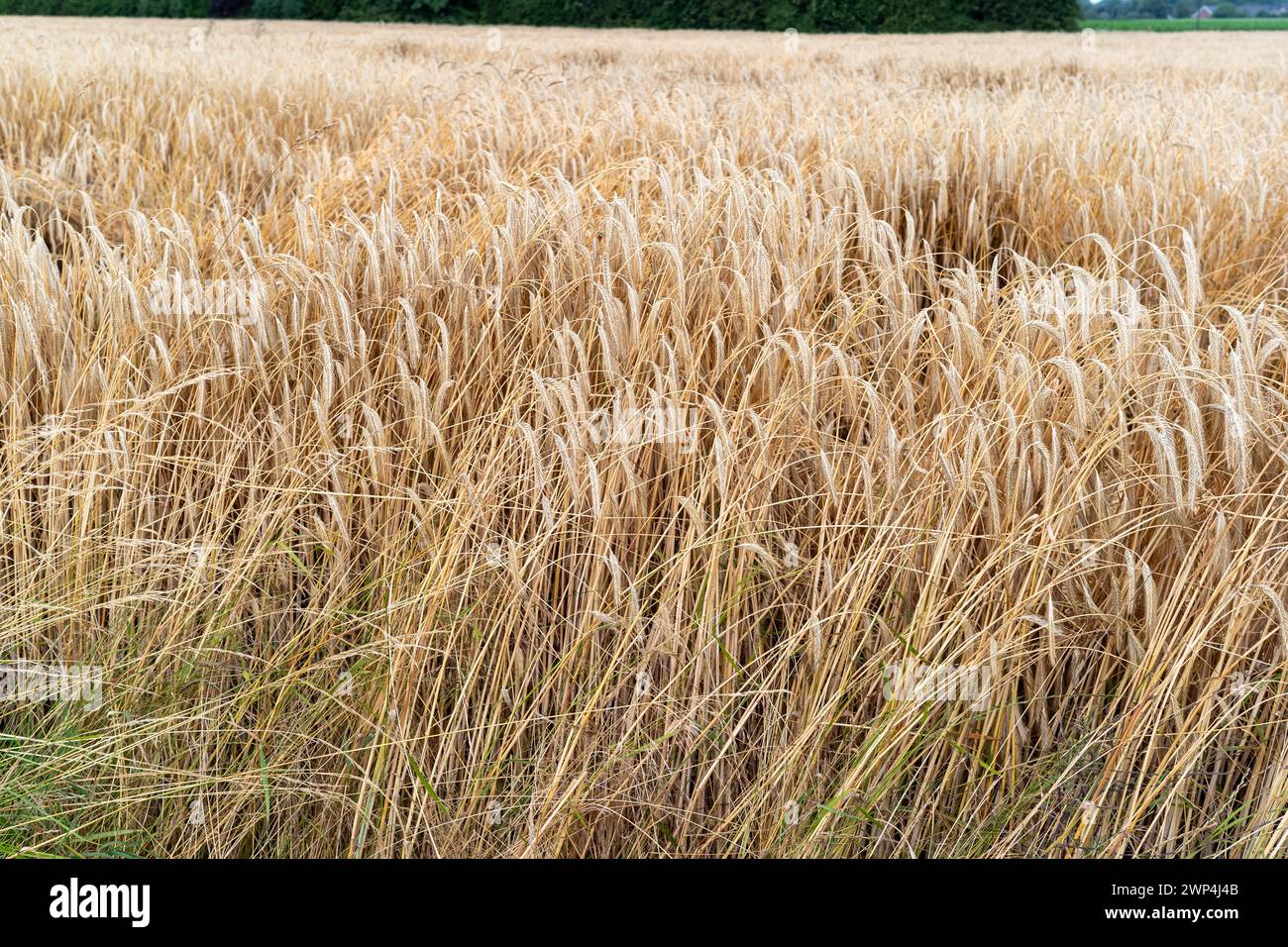 A harvested stubble field shows the remains of the harvest in a rural ...