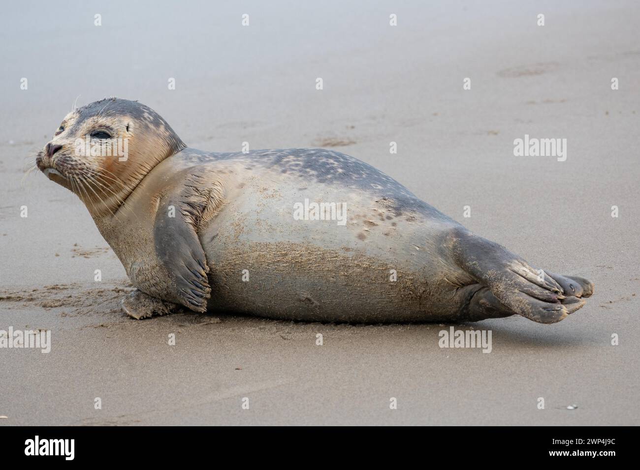 Side view of a resting seal on a sandy beach Stock Photo - Alamy