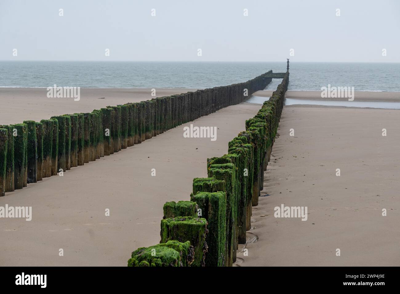 An algae-covered breakwater juts out into the sea Stock Photo